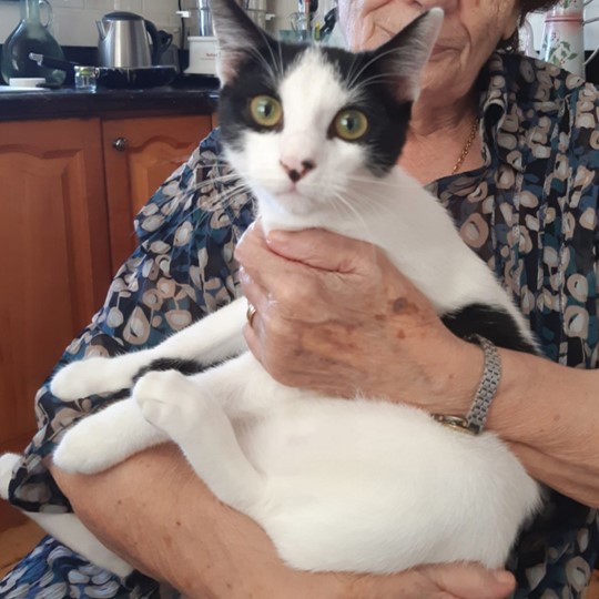 Ollie DSH lost 8 feb